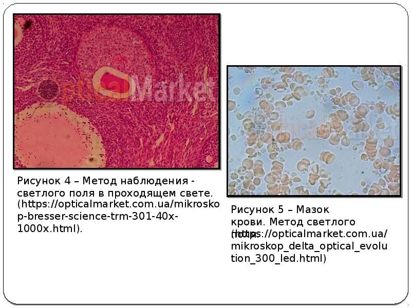 Микроскопия в светлом поле