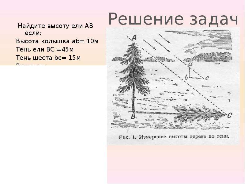 Высота ели. Найдите высоту ели. Схема у ветра есть тень. Высота ели 8-10 лет. Высота ели 19.