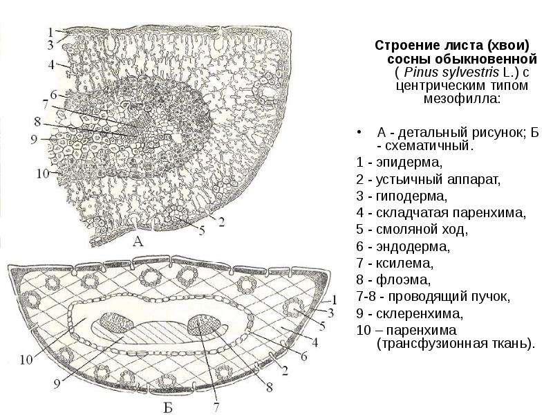 Мезофилл листа это