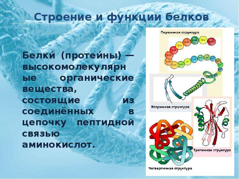 Достижения молекулярной биологии. Основы молекулярной биологии. Структуры белка. Молекулярная биология презентация.