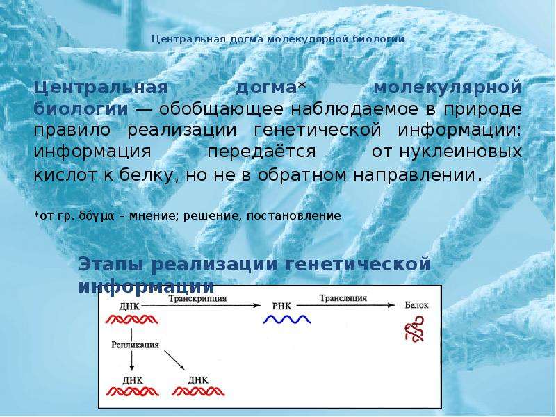 Центральная догма молекулярной биологии. Центральная молекулярная Догма. Центральная Догма молекулярной генетики. Центральная Догма биологии. Центральная Догма молекулярной биологии презентация.