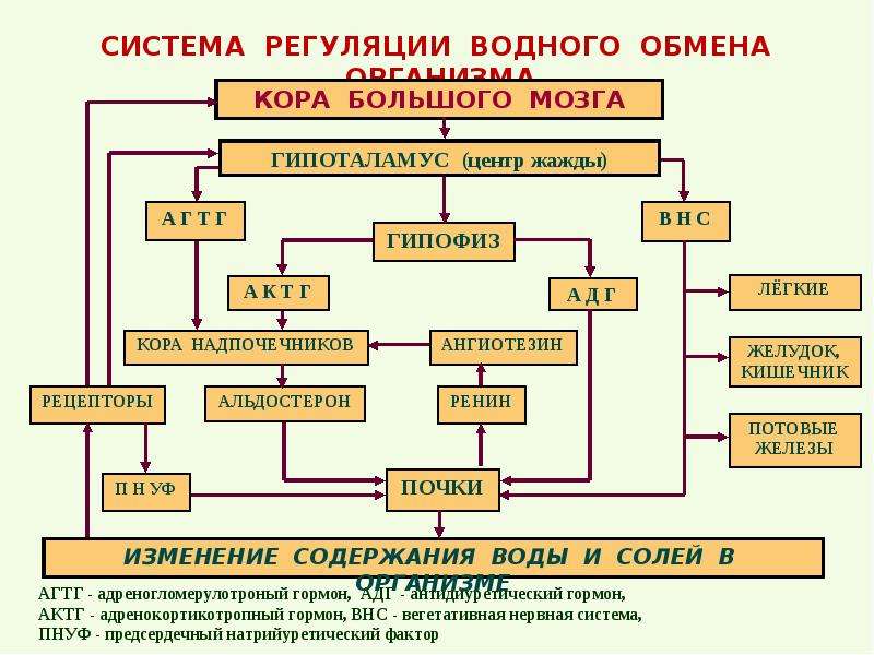 Презентация на тему нарушение водного обмена