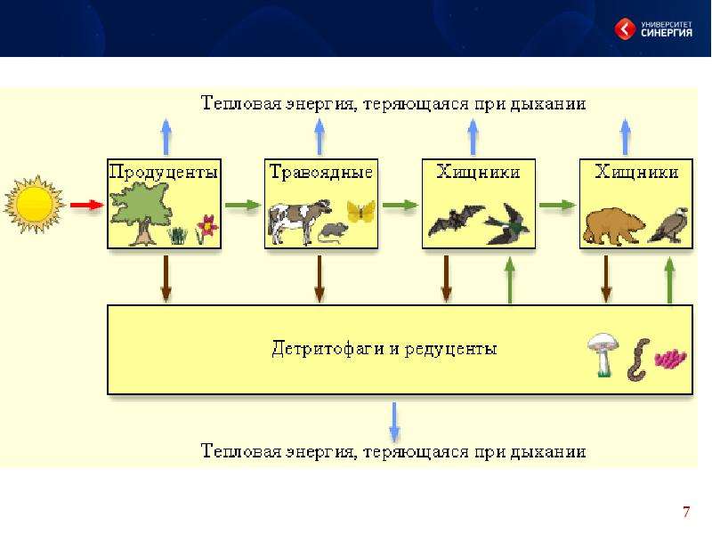 Презентация 7 класс цепи питания поток энергии 7 класс презентация