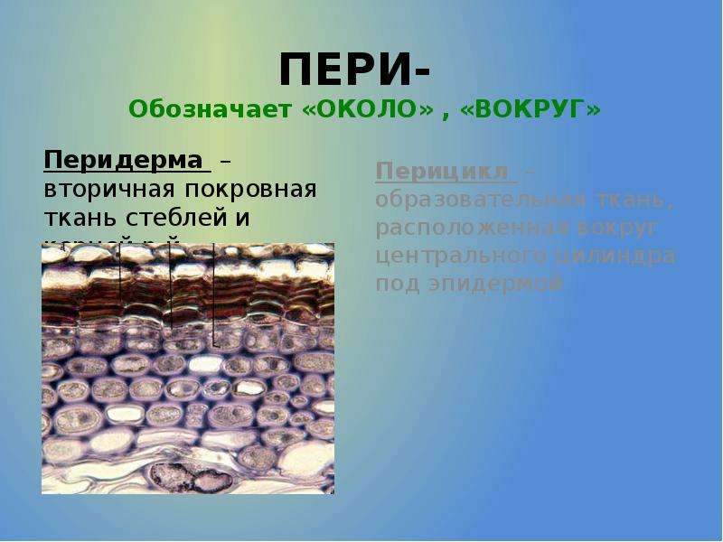 Какая ткань обозначена на рисунке. Вторичная покровная ткань перидерма. Покровная ткань стебля. Вторичная покровная ткань корня. Покровные ткани корней.