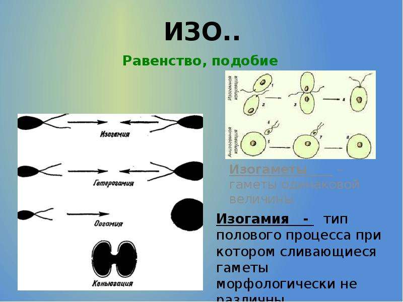 Изогамия. Типы полового процесса. Половой процесс изогамия. Схема типы полового процесса.