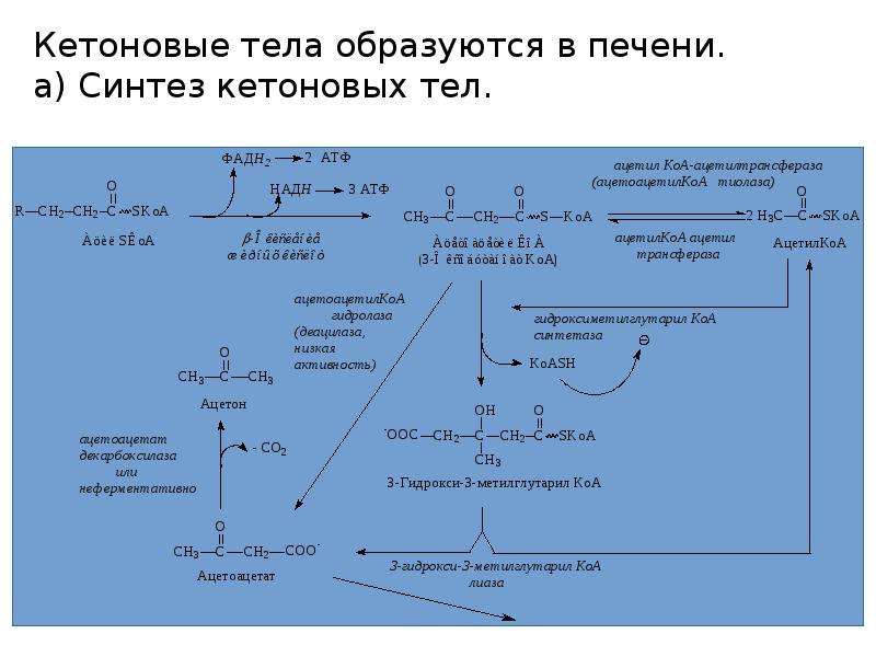 Синтез кетоновых тел схема