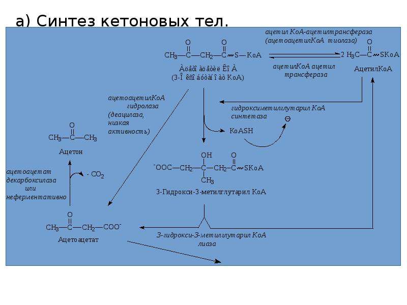 Схема образования кетоновых тел