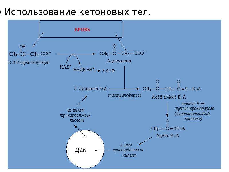 Кетоновые тела организма