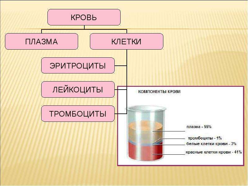 Тканевая совместимость и переливание крови 8 класс биология презентация