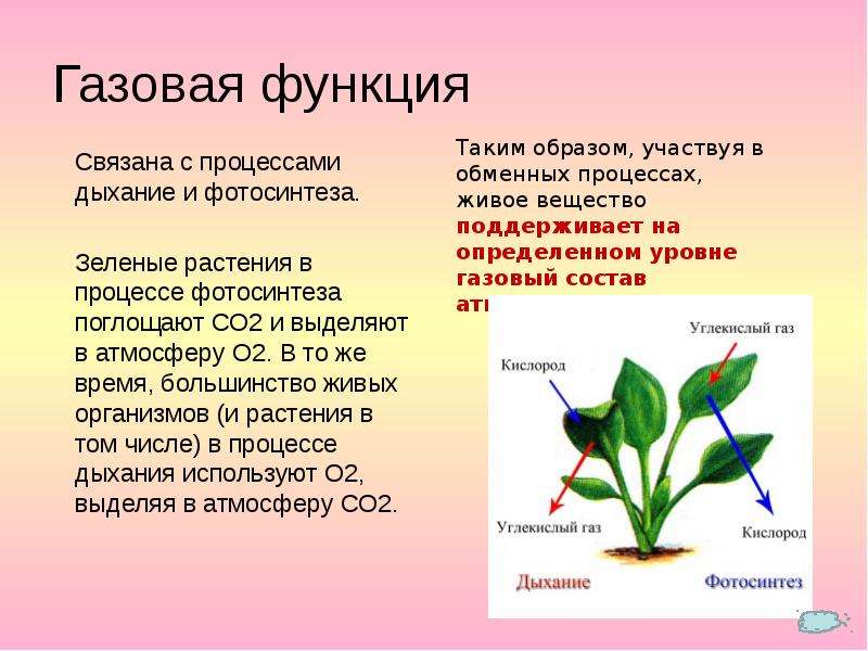 Биосфера фотосинтез. Растения поглощают со2. Растения поглощающие о2. О2, выделяемый зелеными растениями;. ГАЗ поглощаемый растениями в процессе дыхания.