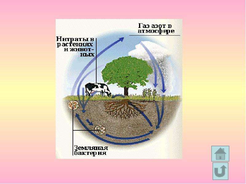 Охрана биосферы рисунок