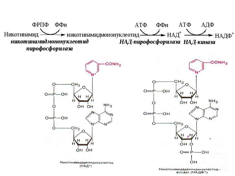 Биохимия это. Витамин рр формула биохимия. Синтез НАДФ из над биохимия. Схема синтеза витамина рр. ФРПФ биохимия.