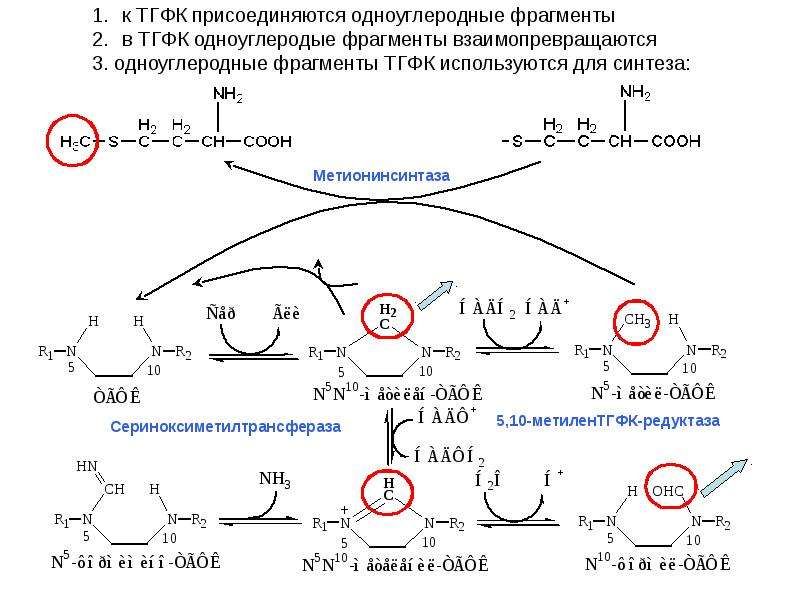 Биохимия витамины биохимия презентация