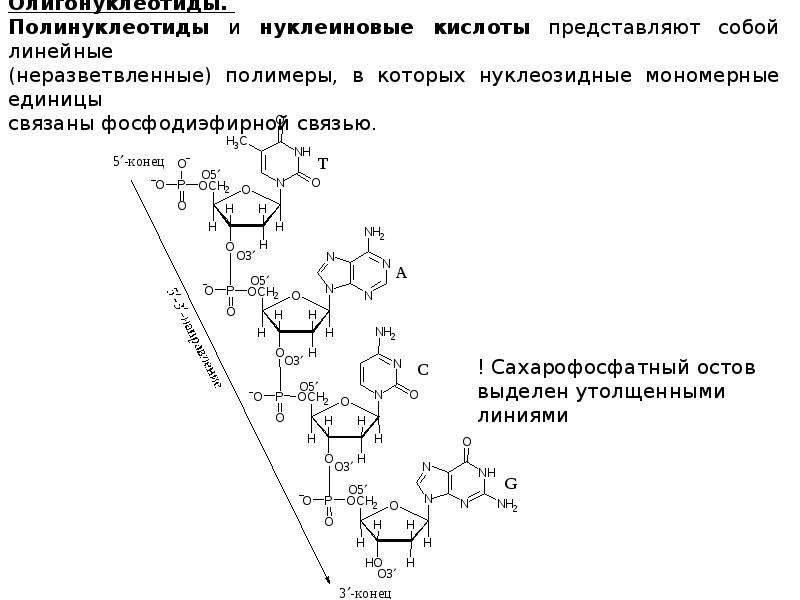 Синтез нуклеиновых кислот начинается с 5 конца. Схема полинуклеотида. Строение полинуклеотида. Остов полинуклеотидной цепи нуклеиновых кислот. Происхождение термина полинуклеотид.