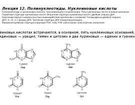 Полинуклеотиды. Нуклеиновые кислоты