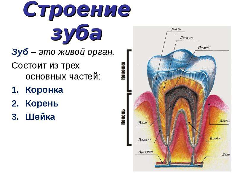 Тип строения зуба. Строение зубной системы человека. Строение зуба человека схема для детей. Строение зуба 7 снизу. Семерка нижняя строение зуба.