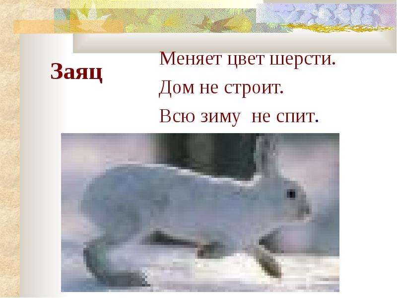 Цвет шерсти зайца. Заяц меняет окраску. Зайцы меняют окраску зимой. Заяц меняет цвет. Заяц меняет окрас зимой.