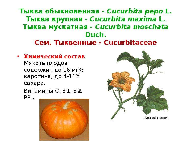 Состав тыквы. Тыква Cucurbita maxima. Тыква обыкновенная — Cucurbita Pepo l.. Тыквина плод тыквы строение. Тыквина строение тыквы.