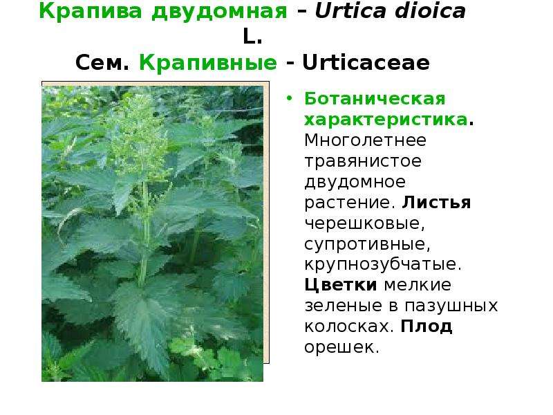 Крапива двудомная сырье. Крапива двудомная плод орешек. Листья крапивы двудомной. Крапива двудомная (Urtica dioica). Крапива двудомная многолетнее травянистое.