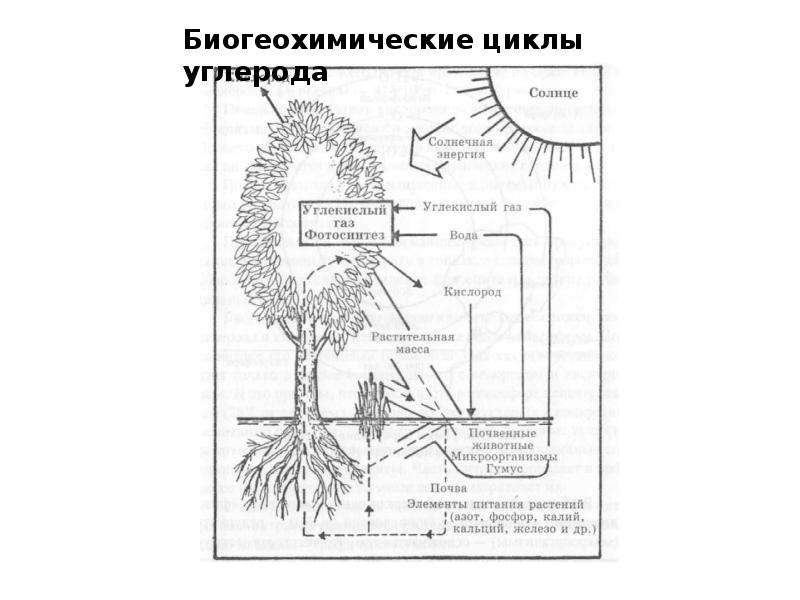 Биогеохимический цикл углерода схема кратко