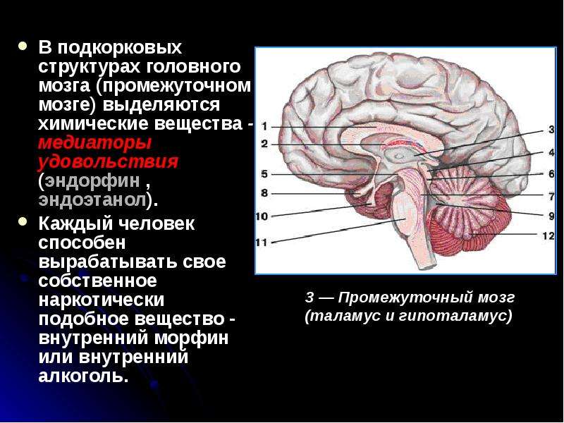 Подкорковые структуры. Неспецифические срединные структуры головного мозга что это. Срединно стволовые структуры головного мозга. Дисфункция корково-подкорковых структур головного мозга. Стволовые и подкорковые структуры мозга.