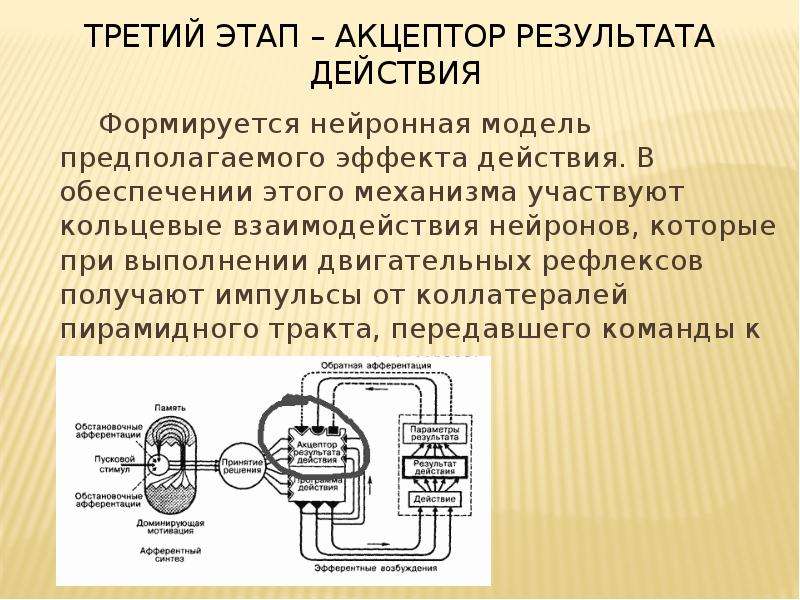 Функциональное действие