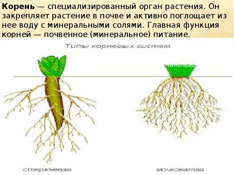 Корень это какой орган растения. Корень орган почвенного минерального питания. Схема корень орган почвенного питания растения. Корень орган минерального питания растений. Органы растений корень.