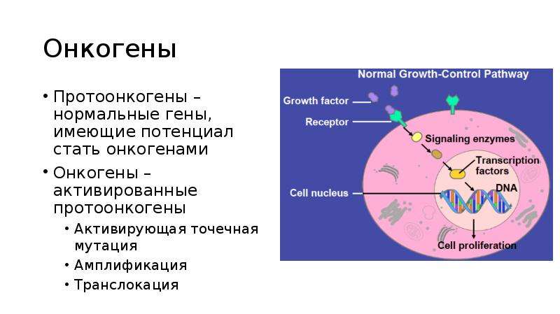 Нормальные гены