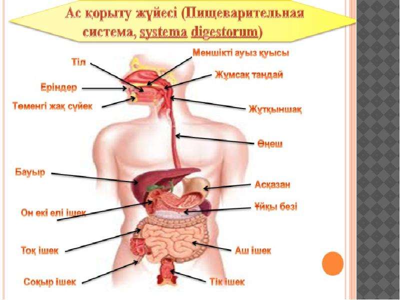 Сиырдың асқорыту жүйесі фото