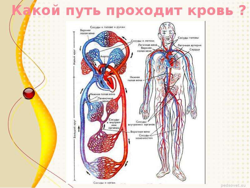 Движение сосудов. Кровеносная система путь крови. Кровеносная система человека направление движения крови. Кровообращение человека кровеносная система схема. Кровеносная система человека сердце схема движения крови.