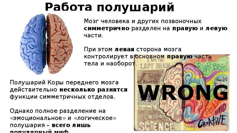 За что отвечает левое полушарие у женщин. Левое полушарие. Полушария мозга. Правое полушарие мозга. Левое полушарие мозга.