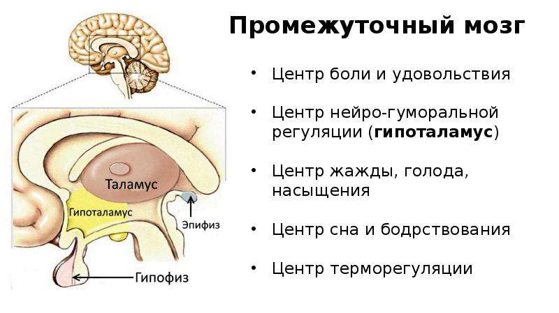 Промежуточный мозг 8 класс биология. Промежуточный мозг – положение, отделы, функции.. Промежуточный отдел головного мозга функции. Ядра промежуточного мозга в головном мозге. Промежуточный мозг схема.