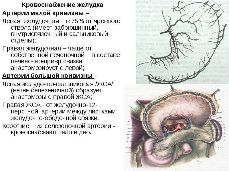 Кровоснабжение желудка анатомия схема