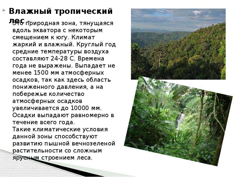 Влажные экваториальные леса на каких материках