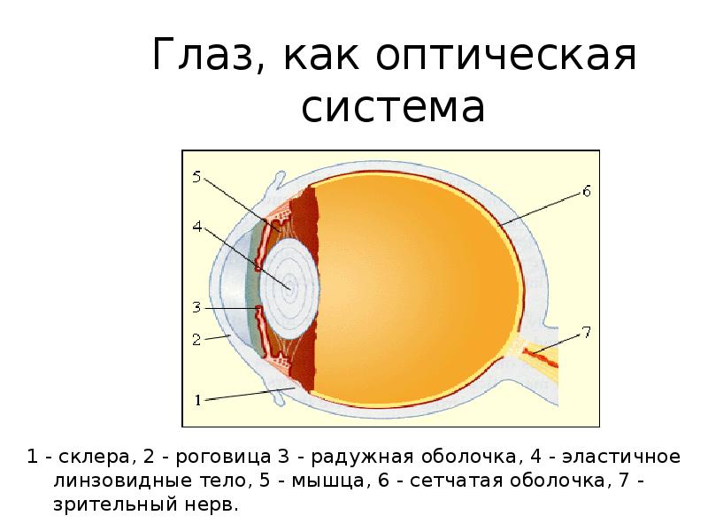 Какое образование относят к оптической системе глаза. Строение оптической системы глаза. Глаз как оптическая система физика строение глаза. Глаз как оптическая система. Оптическая система глаза состоит.