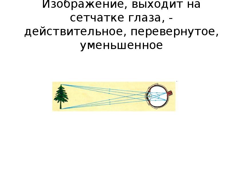 Хрусталик формирует на сетчатке нормальное изображение предмета перевернутое уменьшенное изображение