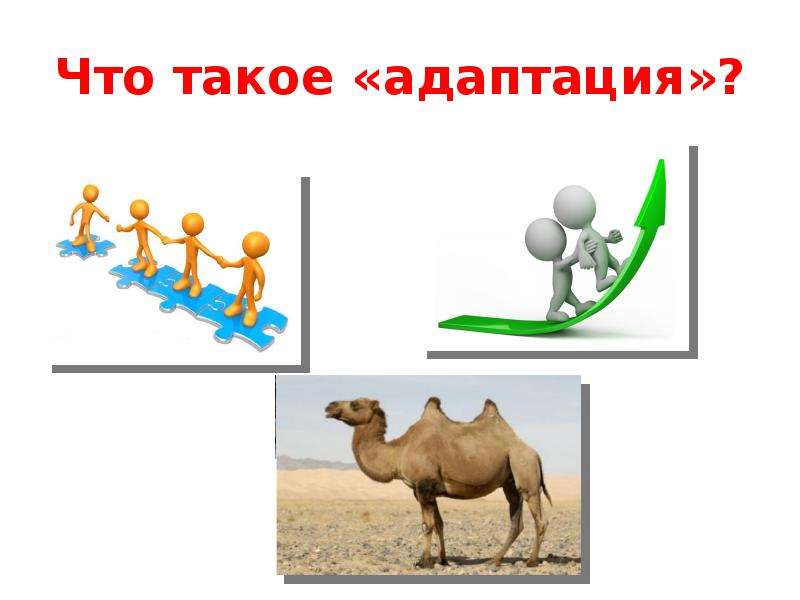 Что такое адаптация