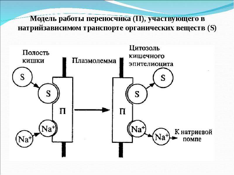 Транспорт органических. Натрий зависимый транспорт. Импульсный переносчик. Натрийзависимого. Механизм Flame Нова транспорта органических веществ.