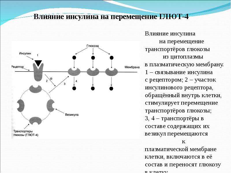 Лекция углеводы презентация