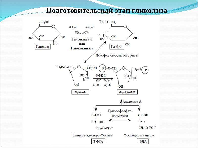 Первый искусственный синтез углеводов схема реакции