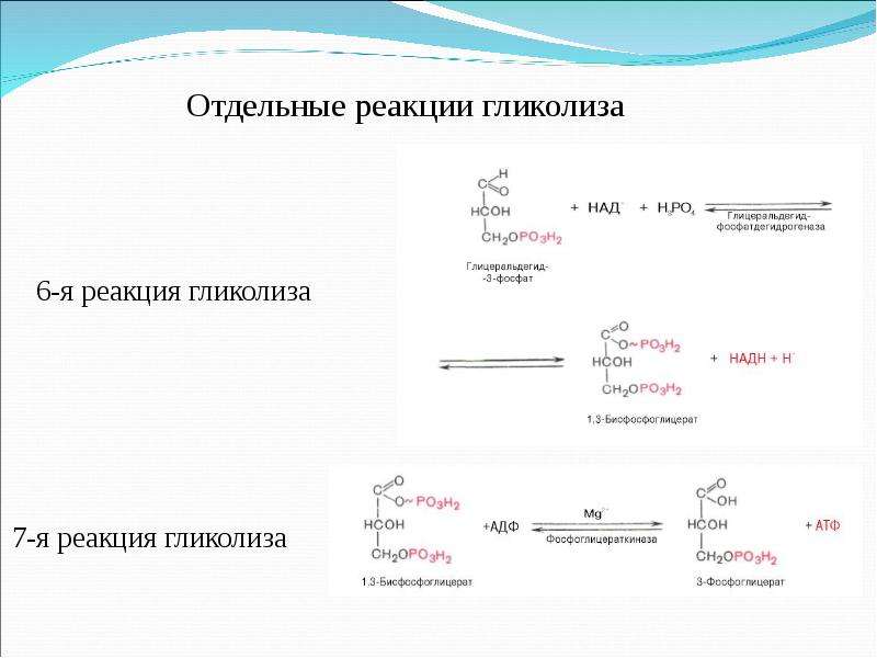 Реакция 6. Отдельные реакции гликолиза. Шестая реакция гликолиза. 7 Реакция гликолиза. Киназные реакции в гликолизе.