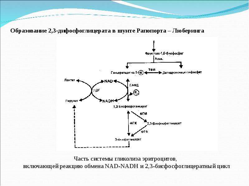 Обмен углеводов презентация