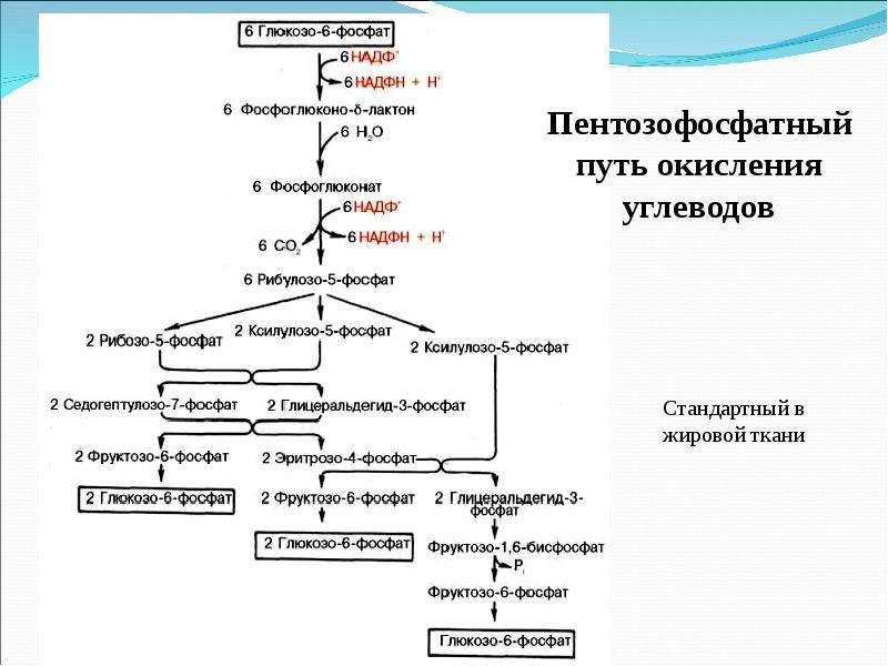 Обмен углеводов биохимия презентация