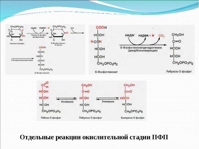 Пфп схема биохимия