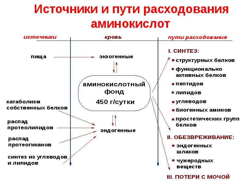 Пул аминокислот. Общая схема поступления и расходования аминокислот. Общая схема источников и путей расходования аминокислот в тканях. Источники и пути использования аминокислот в тканях общая схема. Общая схема источников и путей расходования аминокислот в организме.