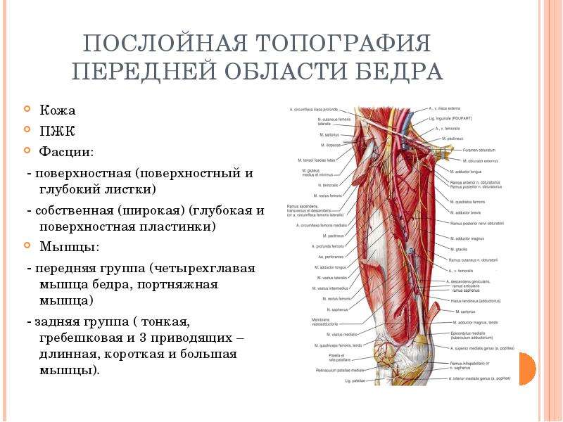 Нижняя часть языка фото