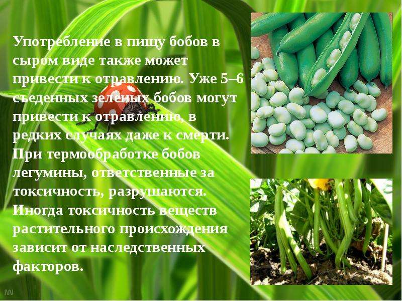 Что не относится к бобовым культурам. Употребление в пищу бобов. Виды бобовых. Виды зеленых бобовых. Чужеродные вещества в пище.