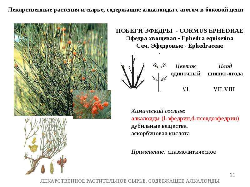 Лрс содержащие алкалоиды презентация