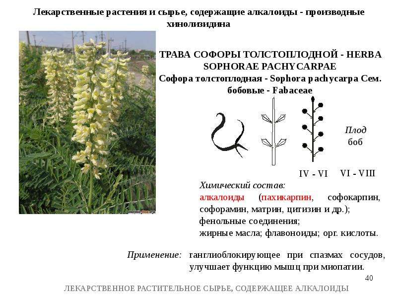 Какие растения содержат. Лекарственное сырье содержащее алкалоиды. Растительное сырье содержащее алкалоиды. Софора толстоплодная сырье. Алкалоиды лекарственные растения.