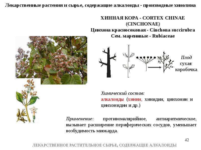 Лрс содержащие алкалоиды презентация